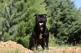STAFFIE 390